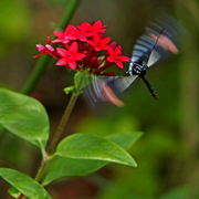 Butterflys_are_free_card