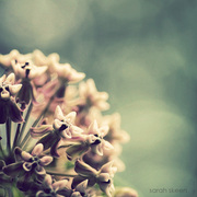 Milkweed_flowerswm_card