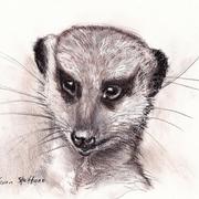 Meerkatfaces_card