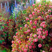 Rose_garden2_140x130cm_card