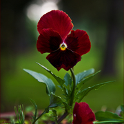 Early_morning_pansy_card