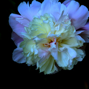 Img_8061rh1_card