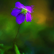 Woodland_geranium_card