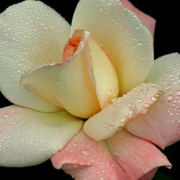 Rose_card
