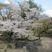 Nara_card