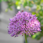 Theflower_card