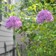 Twoflowers_card