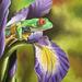Red_eyed_frog_inside_flower-pastel_square