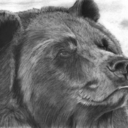 Bee_bear11x15_card