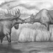Bull-cow-moose-jpg_card