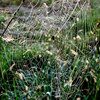 120_2090-1_thumb