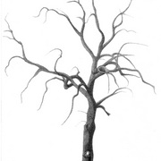 Saachi-fig-in-land_card