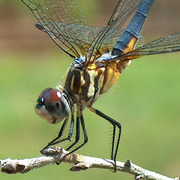 Dragonfly2_card