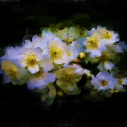 Multifloral_rose_card