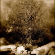 Craobh_card