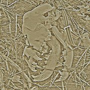 Black_dog_wheat_card