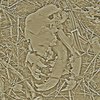Black_dog_wheat_thumb