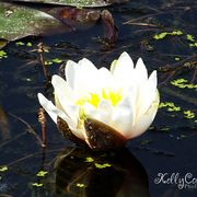 100_5359f_card