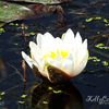 100_5359f_thumb