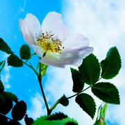Flower_card