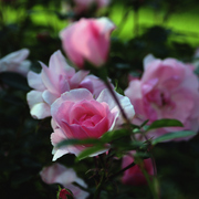_mg_8142a_card