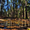 Trees_thumb
