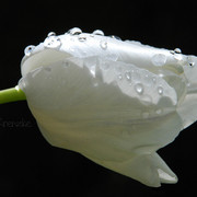 Dsc_0197_card