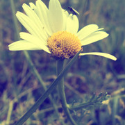 Lule_card