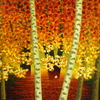Sparkle_precious_leaves_reworked_may_2010_acrylic_thumb