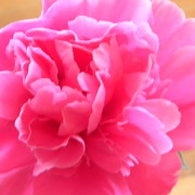 Peony_card