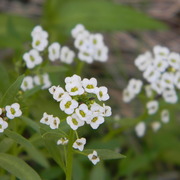 Allyssum_card