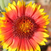 Daisy_card