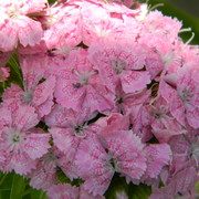 Dianthus_card