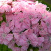 Dianthus_thumb