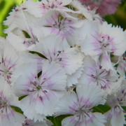 Whitedianthus_card