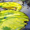 Lblue_and_green_with_water_lilies_thumb