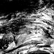 Tree_trunk_with_watermark_card