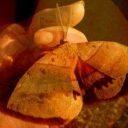 Sunspot_moth
