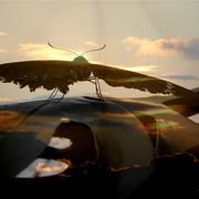 Twilight_flyer_card