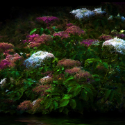 Elderberry_card