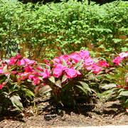 Collegegarden_card