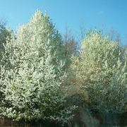 Group_16_185_card