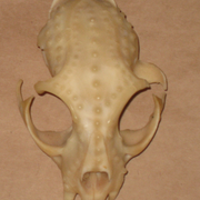 Wax_skull_2_card