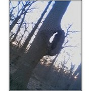 258899628293_0_0_card