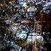 Inviisble_eye