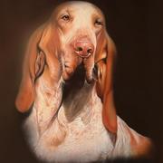 Bracco_italiano__olio_su_tela__40x50_cm_2006_card