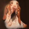 Bracco_italiano__olio_su_tela__40x50_cm_2006_thumb