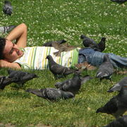 Bostoncommonpigeons_card