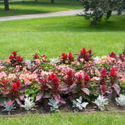Bostonpublicgardens_card