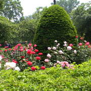 Bostonpublicgardens_1_card